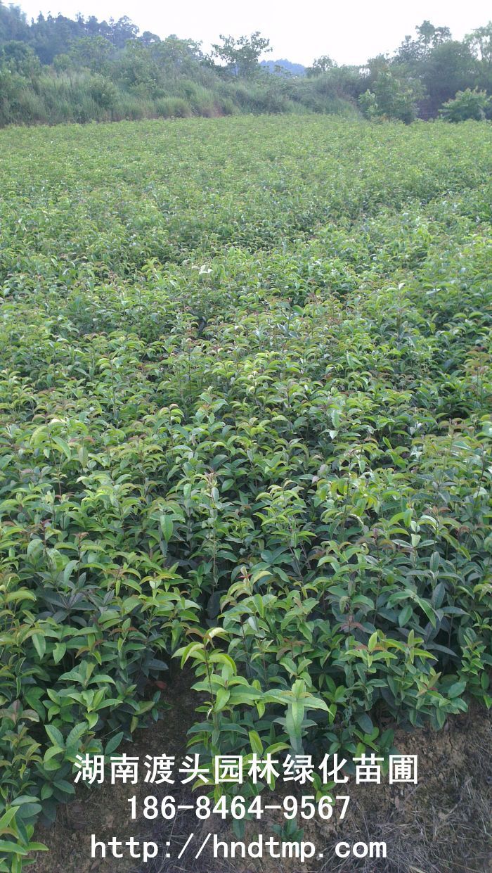 【湖(hú)南(nán)花(huā)木(mù)】【湖(hú)南(nán)苗木(mù)】【湖(hú)南(nán)花(huā)卉苗木(mù)基地(dì)】【長(cháng)沙花(huā)木(mù)基地(dì)】【長(cháng)沙苗木(mù)基地(dì)】【長(cháng)沙苗 【湖(hú)南(nán)花(huā)木(mù)】【湖(hú)南(nán)苗木(mù)】【湖(hú)南(nán)花(huā)卉苗木(mù)基地(dì)】【長(cháng)沙花(huā)木(mù)基地(dì)】【長(cháng)沙苗木(mù)基地(dì)】【長(cháng)沙苗