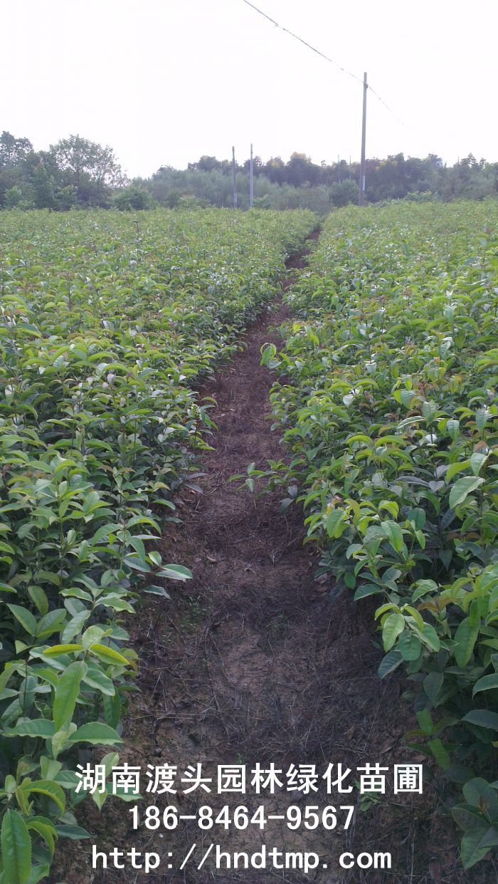 【湖(hú)南(nán)花(huā)木(mù)】【湖(hú)南(nán)苗木(mù)】【湖(hú)南(nán)花(huā)卉苗木(mù)基地(dì)】【長(cháng)沙花(huā)木(mù)基地(dì)】【長(cháng)沙苗木(mù)基地(dì)】【長(cháng)沙苗 【湖(hú)南(nán)花(huā)木(mù)】【湖(hú)南(nán)苗木(mù)】【湖(hú)南(nán)花(huā)卉苗木(mù)基地(dì)】【長(cháng)沙花(huā)木(mù)基地(dì)】【長(cháng)沙苗木(mù)基地(dì)】【長(cháng)沙苗