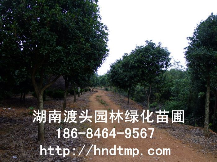 【湖(hú)南(nán)花(huā)木(mù)】【湖(hú)南(nán)苗木(mù)】【湖(hú)南(nán)花(huā)卉苗木(mù)基地(dì)】【長(cháng)沙花(huā)木(mù)基地(dì)】【長(cháng)沙苗木(mù)基地(dì)】【長(cháng)沙苗