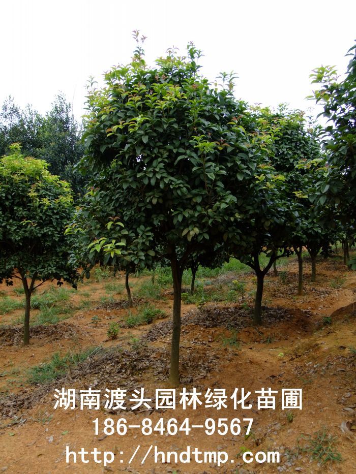 【湖(hú)南(nán)花(huā)木(mù)】【湖(hú)南(nán)苗木(mù)】【湖(hú)南(nán)花(huā)卉苗木(mù)基地(dì)】【長(cháng)沙花(huā)木(mù)基地(dì)】【長(cháng)沙苗木(mù)基地(dì)】【長(cháng)沙苗 【湖(hú)南(nán)花(huā)木(mù)】【湖(hú)南(nán)苗木(mù)】【湖(hú)南(nán)花(huā)卉苗木(mù)基地(dì)】【長(cháng)沙花(huā)木(mù)基地(dì)】【長(cháng)沙苗木(mù)基地(dì)】【長(cháng)沙苗