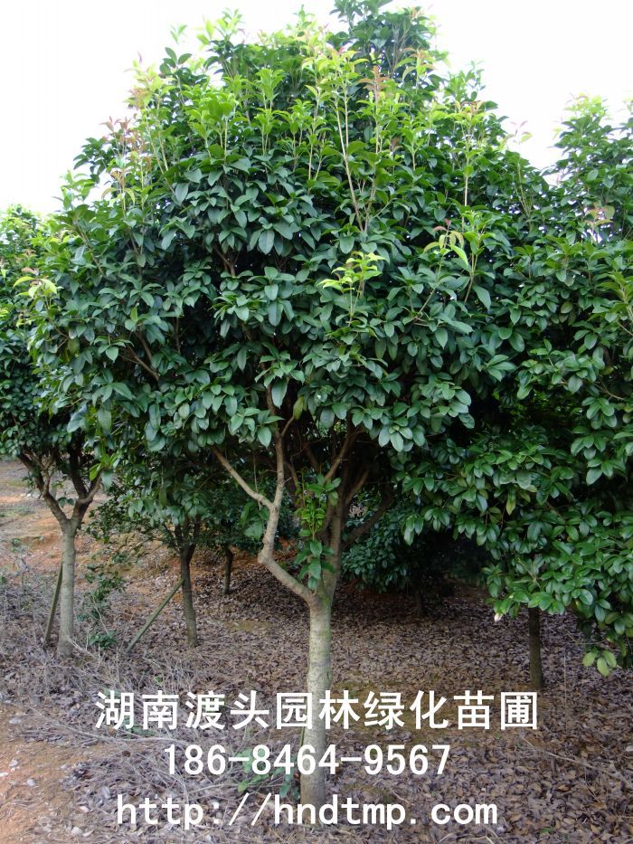 【湖(hú)南(nán)花(huā)木(mù)】【湖(hú)南(nán)苗木(mù)】【湖(hú)南(nán)花(huā)卉苗木(mù)基地(dì)】【長(cháng)沙花(huā)木(mù)基地(dì)】【長(cháng)沙苗木(mù)基地(dì)】【長(cháng)沙苗 【湖(hú)南(nán)花(huā)木(mù)】【湖(hú)南(nán)苗木(mù)】【湖(hú)南(nán)花(huā)卉苗木(mù)基地(dì)】【長(cháng)沙花(huā)木(mù)基地(dì)】【長(cháng)沙苗木(mù)基地(dì)】【長(cháng)沙苗