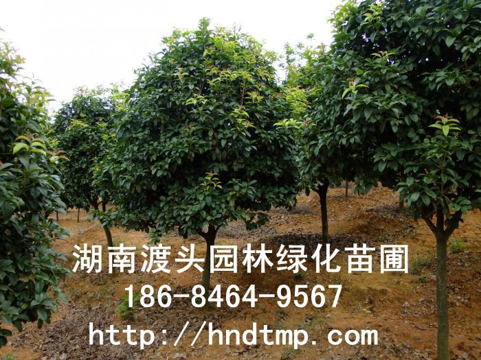 【湖(hú)南(nán)花(huā)木(mù)】【湖(hú)南(nán)苗木(mù)】【湖(hú)南(nán)花(huā)卉苗木(mù)基地(dì)】【長(cháng)沙花(huā)木(mù)基地(dì)】【長(cháng)沙苗木(mù)基地(dì)】【長(cháng)沙苗 【湖(hú)南(nán)花(huā)木(mù)】【湖(hú)南(nán)苗木(mù)】【湖(hú)南(nán)花(huā)卉苗木(mù)基地(dì)】【長(cháng)沙花(huā)木(mù)基地(dì)】【長(cháng)沙苗木(mù)基地(dì)】【長(cháng)沙苗