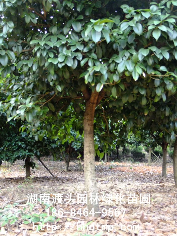 【湖(hú)南(nán)花(huā)木(mù)】【湖(hú)南(nán)苗木(mù)】【湖(hú)南(nán)花(huā)卉苗木(mù)基地(dì)】【長(cháng)沙花(huā)木(mù)基地(dì)】【長(cháng)沙苗木(mù)基地(dì)】【長(cháng)沙苗