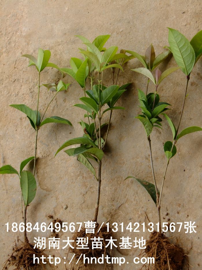 【湖(hú)南(nán)花(huā)木(mù)】【湖(hú)南(nán)苗木(mù)】【湖(hú)南(nán)花(huā)卉苗木(mù)基地(dì)】【長(cháng)沙花(huā)木(mù)基地(dì)】【長(cháng)沙苗木(mù)基地(dì)】【長(cháng)沙苗 【湖(hú)南(nán)花(huā)木(mù)】【湖(hú)南(nán)苗木(mù)】【湖(hú)南(nán)花(huā)卉苗木(mù)基地(dì)】【長(cháng)沙花(huā)木(mù)基地(dì)】【長(cháng)沙苗木(mù)基地(dì)】【長(cháng)沙苗