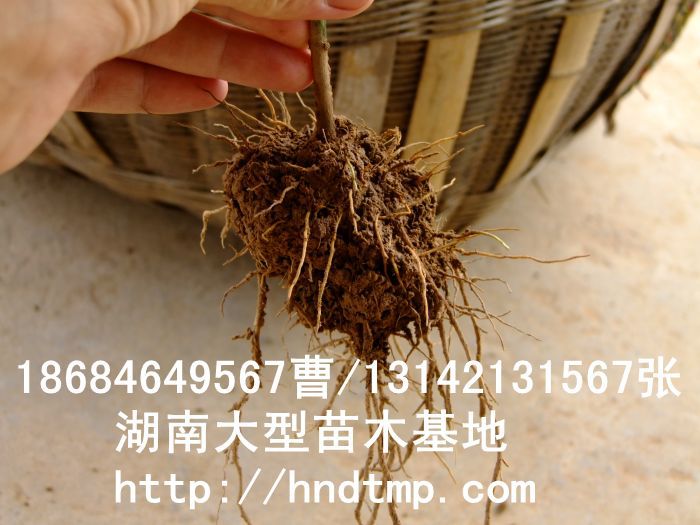 【湖(hú)南(nán)花(huā)木(mù)】【湖(hú)南(nán)苗木(mù)】【湖(hú)南(nán)花(huā)卉苗木(mù)基地(dì)】【長(cháng)沙花(huā)木(mù)基地(dì)】【長(cháng)沙苗木(mù)基地(dì)】【長(cháng)沙苗 【湖(hú)南(nán)花(huā)木(mù)】【湖(hú)南(nán)苗木(mù)】【湖(hú)南(nán)花(huā)卉苗木(mù)基地(dì)】【長(cháng)沙花(huā)木(mù)基地(dì)】【長(cháng)沙苗木(mù)基地(dì)】【長(cháng)沙苗