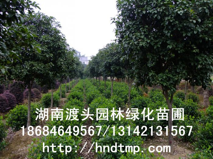 湖(hú)南(nán)花(huā)木(mù)】【湖(hú)南(nán)苗木(mù)】【湖(hú)南(nán)花(huā)卉苗木(mù)基地(dì)】【長(cháng)沙花(huā)木(mù)基地(dì)】【長(cháng)沙苗木(mù)基地(dì)】【長(cháng)沙苗圃基地(dì)】【湖(hú)南(nán)花(huā)木(mù)黑(hēi)松基地(dì)】【湖(hú)南(nán)最大(dà)黑(hēi)松基地(dì)】【湖(hú)南(nán)花(huā)木(mù)桂花(huā)直銷】【湖(hú)南(nán)苗木(mù)綠(lǜ)化(huà)灌木(mù)培植基地(dì)】【湖(hú)南(nán)花(huā)木(mù)紅(hóng)葉石楠行(xíng)道(dào)樹(shù)】【長(cháng)沙花(huā)木(mù)香樟基地(dì)】【長(cháng)沙苗圃杜英價格】【湖(hú)南(nán)渡頭園林(lín)】 金(jīn)桂?四季桂花(huā)?紅(hóng)花(huā)繼木(mù)?春鵑?夏鵑?茶花(huā)?四季含笑(xiào)?杜英?香樟?大(dà)葉樟?廣玉蘭?深山(shān)含笑(xiào)?樂(yuè)昌含笑(xiào)?拟單性木(mù)蘭?紅(hóng)花(huā)木(mù)蓮?竹柏?紅(hóng)葉李?紅(hóng)楓?青楓?楓香?楊梅?法國(guó)冬青?中華蚊木(mù)?紅(hóng)豆杉?羅漢松?雪(xuě)松?松柏?蘭天竹?絲蘭?四季桂花(huā)球?羅漢松球?