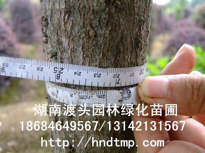 【湖(hú)南(nán)花(huā)木(mù)】【湖(hú)南(nán)苗木(mù)】【湖(hú)南(nán)花(huā)卉苗木(mù)基地(dì)】【長(cháng)沙花(huā)木(mù)基地(dì)】【長(cháng)沙苗木(mù)基地(dì)】【長(cháng)沙苗 【湖(hú)南(nán)花(huā)木(mù)】【湖(hú)南(nán)苗木(mù)】【湖(hú)南(nán)花(huā)卉苗木(mù)基地(dì)】【長(cháng)沙花(huā)木(mù)基地(dì)】【長(cháng)沙苗木(mù)基地(dì)】【長(cháng)沙苗