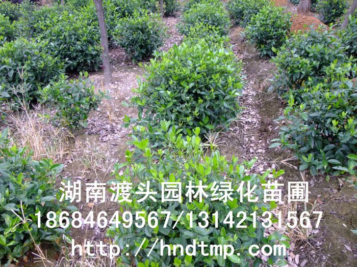 湖(hú)南(nán)花(huā)木(mù)】【湖(hú)南(nán)苗木(mù)】【湖(hú)南(nán)花(huā)卉苗木(mù)基地(dì)】【長(cháng)沙花(huā)木(mù)基地(dì)】【長(cháng)沙苗木(mù)基地(dì)】【長(cháng)沙苗圃基地(dì)】【湖(hú)南(nán)花(huā)木(mù)黑(hēi)松基地(dì)】【湖(hú)南(nán)最大(dà)黑(hēi)松基地(dì)】【湖(hú)南(nán)花(huā)木(mù)桂花(huā)直銷】【湖(hú)南(nán)苗木(mù)綠(lǜ)化(huà)灌木(mù)培植基地(dì)】【湖(hú)南(nán)花(huā)木(mù)紅(hóng)葉石楠行(xíng)道(dào)樹(shù)】【長(cháng)沙花(huā)木(mù)香樟基地(dì)】【長(cháng)沙苗圃杜英價格】【湖(hú)南(nán)渡頭園林(lín)】 金(jīn)桂?四季桂花(huā)?紅(hóng)花(huā)繼木(mù)?春鵑?夏鵑?茶花(huā)?四季含笑(xiào)?杜英?香樟?大(dà)葉樟?廣玉蘭?深山(shān)含笑(xiào)?樂(yuè)昌含笑(xiào)?拟單性木(mù)蘭?紅(hóng)花(huā)木(mù)蓮?竹柏?紅(hóng)葉李?紅(hóng)楓?青楓?楓香?楊梅?法國(guó)冬青?中華蚊木(mù)?紅(hóng)豆杉?羅漢松?雪(xuě)松?松柏?蘭天竹?絲蘭?四季桂花(huā)球?羅漢松球?