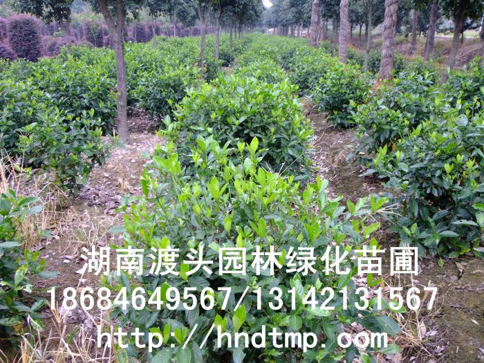 湖(hú)南(nán)花(huā)木(mù)】【湖(hú)南(nán)苗木(mù)】【湖(hú)南(nán)花(huā)卉苗木(mù)基地(dì)】【長(cháng)沙花(huā)木(mù)基地(dì)】【長(cháng)沙苗木(mù)基地(dì)】【長(cháng)沙苗圃基地(dì)】【湖(hú)南(nán)花(huā)木(mù)黑(hēi)松基地(dì)】【湖(hú)南(nán)最大(dà)黑(hēi)松基地(dì)】【湖(hú)南(nán)花(huā)木(mù)桂花(huā)直銷】【湖(hú)南(nán)苗木(mù)綠(lǜ)化(huà)灌木(mù)培植基地(dì)】【湖(hú)南(nán)花(huā)木(mù)紅(hóng)葉石楠行(xíng)道(dào)樹(shù)】【長(cháng)沙花(huā)木(mù)香樟基地(dì)】【長(cháng)沙苗圃杜英價格】【湖(hú)南(nán)渡頭園林(lín)】 金(jīn)桂?四季桂花(huā)?紅(hóng)花(huā)繼木(mù)?春鵑?夏鵑?茶花(huā)?四季含笑(xiào)?杜英?香樟?大(dà)葉樟?廣玉蘭?深山(shān)含笑(xiào)?樂(yuè)昌含笑(xiào)?拟單性木(mù)蘭?紅(hóng)花(huā)木(mù)蓮?竹柏?紅(hóng)葉李?紅(hóng)楓?青楓?楓香?楊梅?法國(guó)冬青?中華蚊木(mù)?紅(hóng)豆杉?羅漢松?雪(xuě)松?松柏?蘭天竹?絲蘭?四季桂花(huā)球?羅漢松球?