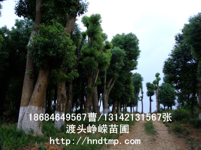 湖(hú)南(nán)花(huā)木(mù)基地(dì)