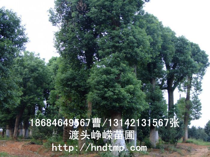 50公分(fēn)移栽香樟-湖(hú)南(nán)花(huā)木(mù)
