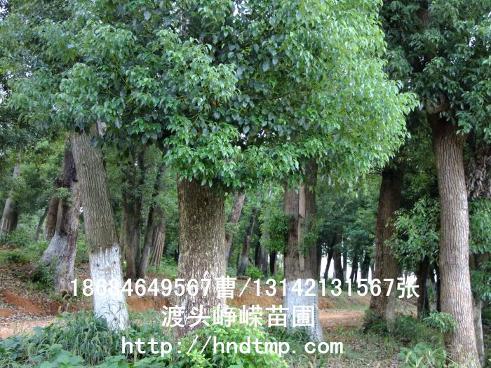 30公分(fēn)移栽香樟