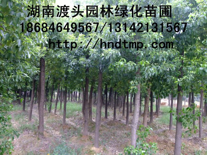 湖(hú)南(nán)花(huā)木(mù) 湖(hú)南(nán)花(huā)木(mù)