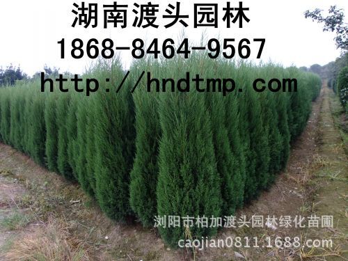 【湖(hú)南(nán)花(huā)木(mù)】【湖(hú)南(nán)苗木(mù)】【湖(hú)南(nán)花(huā)卉苗木(mù)基地(dì)】【長(cháng)沙花(huā)木(mù)基地(dì)】【長(cháng)沙苗木(mù)基地(dì)】【長(cháng)沙苗圃基地(dì)】【湖(hú)南(nán)花(huā)木(mù)黑(hēi)松基地(dì)】【湖(hú)南(nán)最大(dà)黑(hēi)松基地(dì)】【湖(hú)南(nán)花(huā)木(mù)桂花(huā)直銷】【湖(hú)南(nán)苗木(mù)綠(lǜ)化(huà)灌木(mù)培植基地(dì)】【湖(hú)南(nán)花(huā)木(mù)紅(hóng)葉石楠行(xíng)道(dào)樹(shù)】【長(cháng)沙花(huā)木(mù)香樟基地(dì)】【長(cháng)沙苗圃杜英價格】【湖(hú)南(nán)渡頭園林(lín)】【松柏】【松柏】【塔柏】【塔柏小(xiǎo)苗】【高(gāo)速路(lù)用(yòng)塔柏苗木(mù)】【墓地(dì)松柏常青樹(shù)】【松柏常青樹(shù)批發基地(dì)】【一(yī)米高(gāo)松柏】【2米高(gāo)松柏】【3米高(gāo)松柏】【一(yī)米五高(gāo)送松柏】【松柏基地(dì)】【塔柏基地(dì)】【塔柏2米高(gāo)】【一(yī)米八松柏】【松柏價格】【松柏2013價格】【201