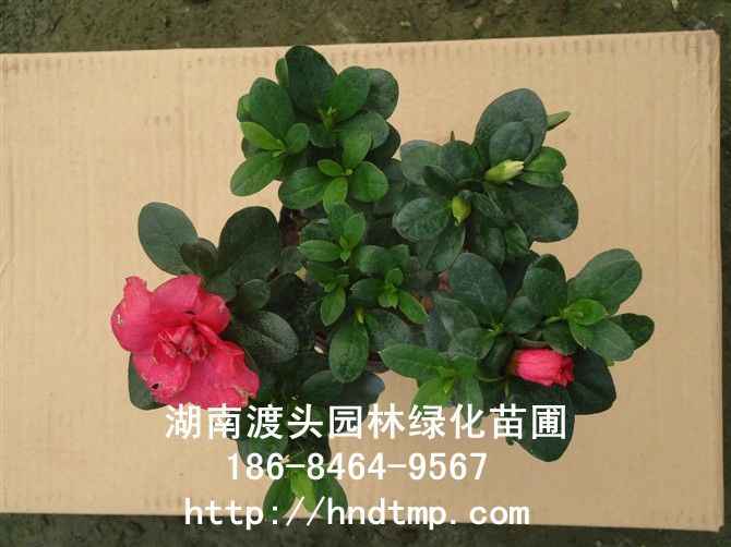 西(xī)洋杜鵑 西(xī)洋杜鵑