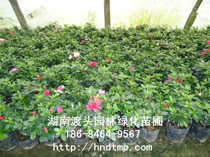 西(xī)洋杜鵑 西(xī)洋杜鵑