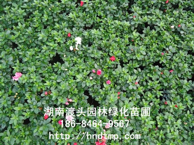 西(xī)洋杜鵑/湖(hú)南(nán)杜鵑 西(xī)洋杜鵑/湖(hú)南(nán)杜鵑