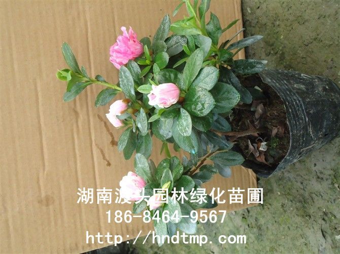 西(xī)洋杜鵑/湖(hú)南(nán)杜鵑 西(xī)洋杜鵑/湖(hú)南(nán)杜鵑