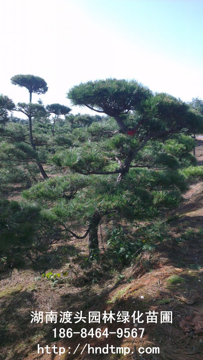 日(rì)本黑(hēi)松 日(rì)本黑(hēi)松