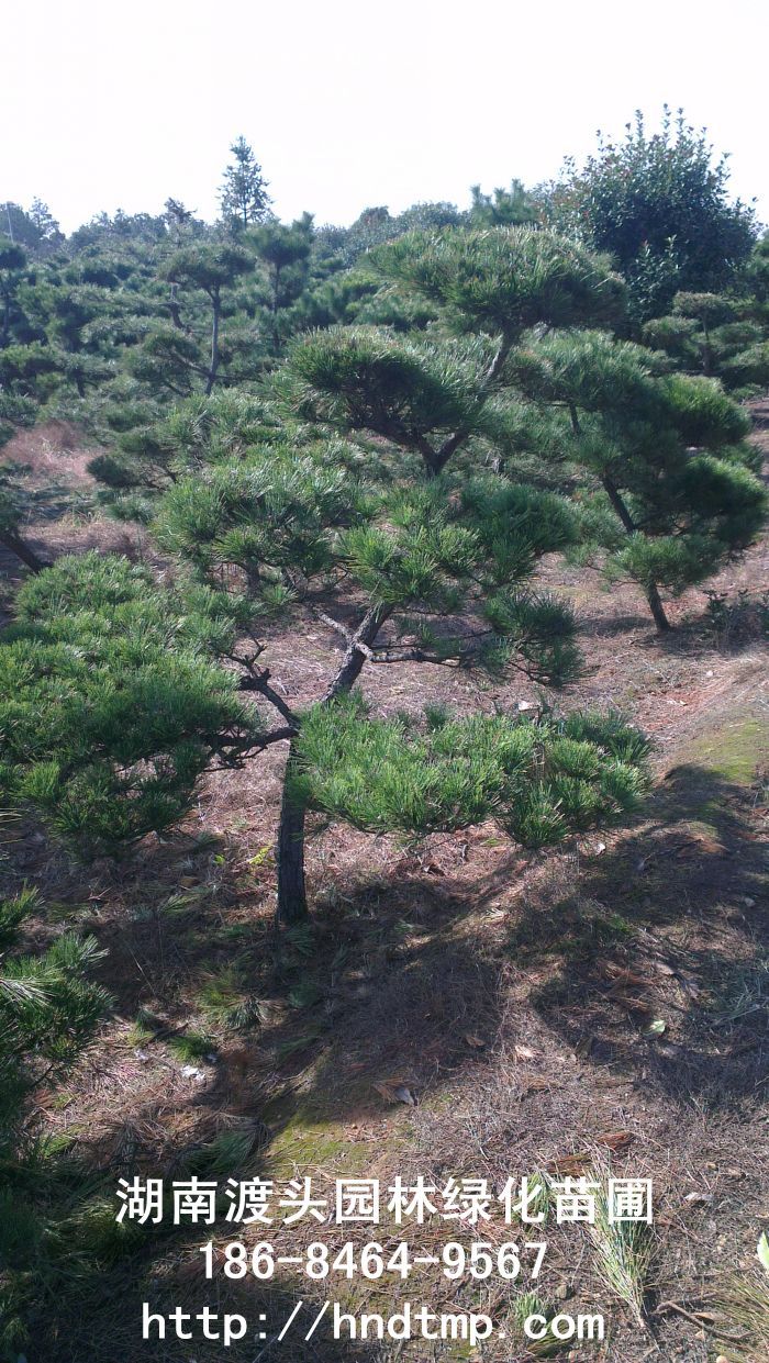 日(rì)本黑(hēi)松 日(rì)本黑(hēi)松