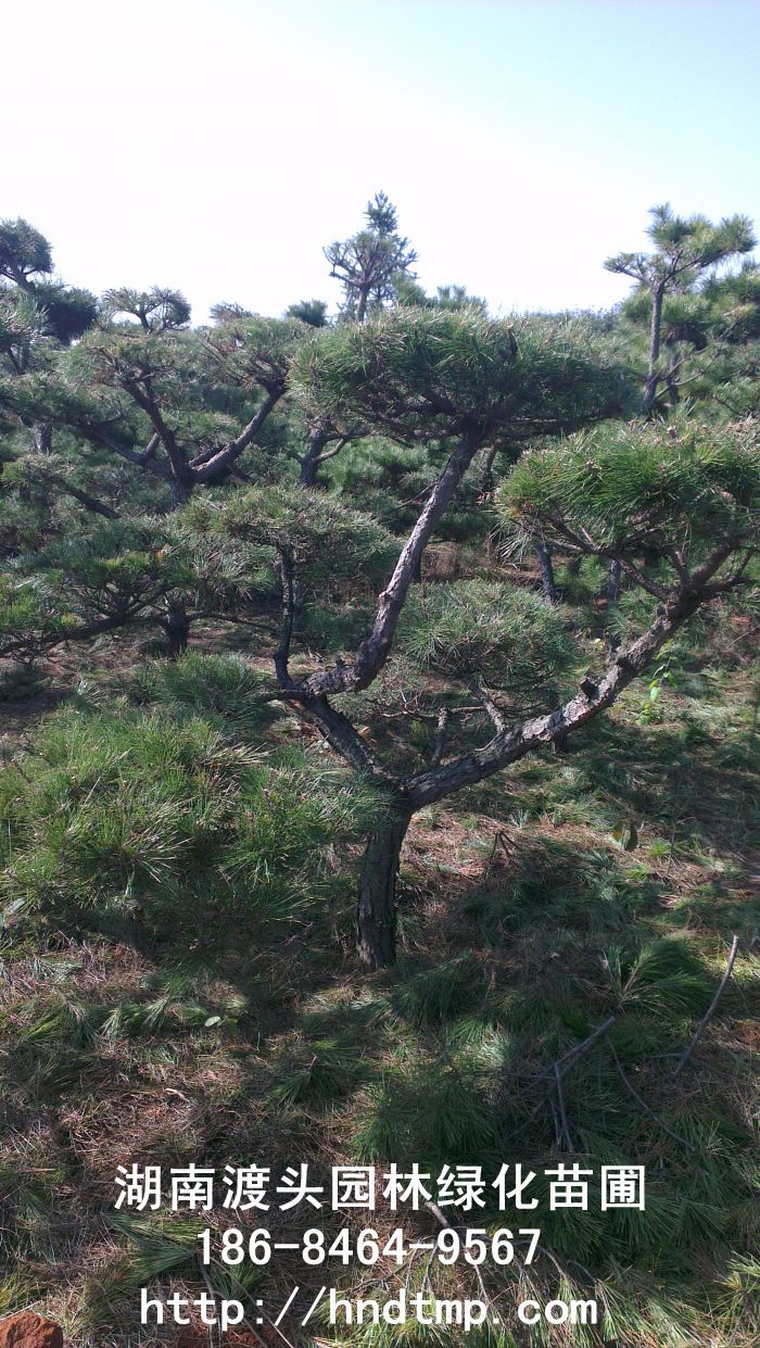 日(rì)本黑(hēi)松 日(rì)本黑(hēi)松