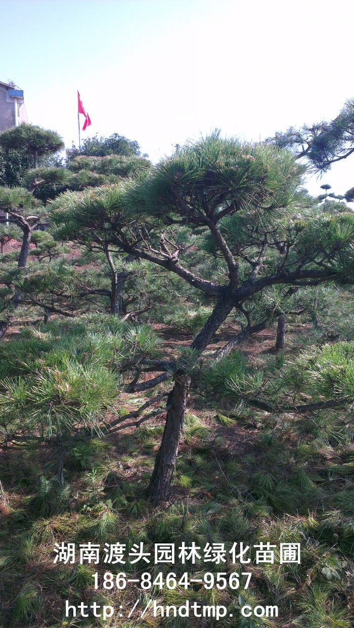 日(rì)本黑(hēi)松 日(rì)本黑(hēi)松