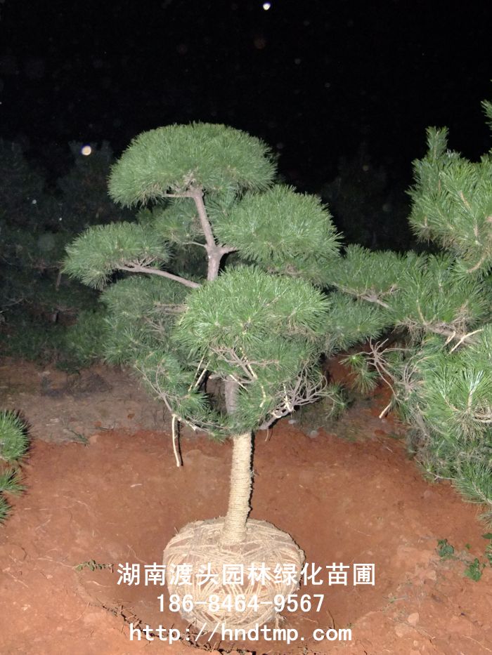 dscf0003.jpg dscf0003.jpg