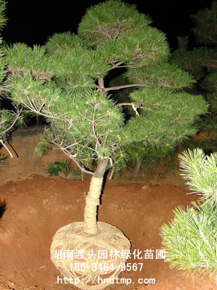 dscf0011.jpg dscf0011.jpg