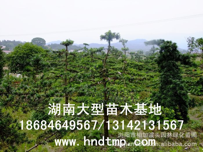 ·大(dà)量供應中葉羅漢松·中葉羅漢松苗圃基地(dì)·湖(hú)南(nán)長(cháng)沙浏陽中葉羅漢松基地(dì)·中葉羅漢松苗木(mù)基地(dì)·中葉羅漢松長(cháng)沙基地(dì)·中葉羅漢松湖(hú)南(nán)基地(dì)·中葉羅漢松浏陽基地(dì)·中葉羅漢松·羅漢松種子(zǐ)·中葉羅漢松種子(zǐ)價格·大(dà)量求購(gòu)中葉羅漢松種子(zǐ)·大(dà)量供應中葉羅漢松種子(zǐ)·中葉羅漢松種子(zǐ)價格·中葉羅漢松種子(zǐ)發芽率有(yǒu)多(duō)高(gāo)·羅漢松種子(zǐ)怎麽播種·湖(hú)南(nán)哪裡(lǐ)有(yǒu)羅漢松種子(zǐ)賣·湖(hú)南(nán)浏陽長(cháng)沙羅漢松種子(zǐ)直銷·特價羅漢松種子(zǐ)銷售·自(zì)己采摘的(de)羅漢松種子(zǐ)·羅漢松種子(zǐ)發芽·怎麽提高(gāo)羅漢松種子(zǐ)發芽率·怎麽保存羅漢松種子(zǐ)·羅漢松種子(zǐ)要(yào)怎麽保存·羅漢松種子(zǐ)怎麽消毒·羅 ·大(dà)量供應中葉羅漢松·中葉羅漢松苗圃基地(dì)·湖(hú)南(nán)長(cháng)沙浏陽中葉羅漢松基地(dì)·中葉羅漢松苗木(mù)基地(dì)·中葉羅漢松長(cháng)沙基地(dì)·中葉羅漢松湖(hú)南(nán)基地(dì)·中葉羅漢松浏陽基地(dì)·中葉羅漢松·羅漢松種子(zǐ)·中葉羅漢松種子(zǐ)價格·大(dà)量求購(gòu)中葉羅漢松種子(zǐ)·大(dà)量供應中葉羅漢松種子(zǐ)·中葉羅漢松種子(zǐ)價格·中葉羅漢松種子(zǐ)發芽率有(yǒu)多(duō)高(gāo)·羅漢松種子(zǐ)怎麽播種·湖(hú)南(nán)哪裡(lǐ)有(yǒu)羅漢松種子(zǐ)賣·湖(hú)南(nán)浏陽長(cháng)沙羅漢松種子(zǐ)直銷·特價羅漢松種子(zǐ)銷售·自(zì)己采摘的(de)羅漢松種子(zǐ)·羅漢松種子(zǐ)發芽·怎麽提高(gāo)羅漢松種子(zǐ)發芽率·怎麽保存羅漢松種子(zǐ)·羅漢松種子(zǐ)要(yào)怎麽保存·羅漢松種子(zǐ)怎麽消毒·羅