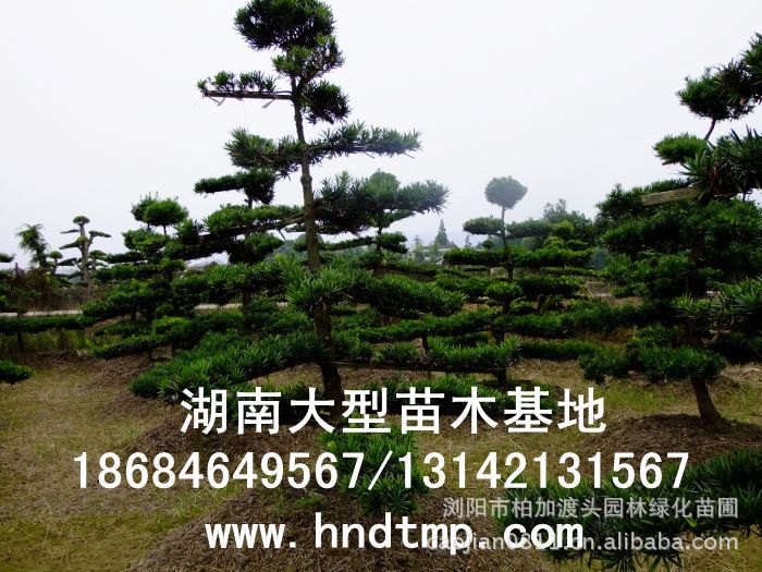 ·大(dà)量供應中葉羅漢松·中葉羅漢松苗圃基地(dì)·湖(hú)南(nán)長(cháng)沙浏陽中葉羅漢松基地(dì)·中葉羅漢松苗木(mù)基地(dì)·中葉羅漢松長(cháng)沙基地(dì)·中葉羅漢松湖(hú)南(nán)基地(dì)·中葉羅漢松浏陽基地(dì)·中葉羅漢松·羅漢松種子(zǐ)·中葉羅漢松種子(zǐ)價格·大(dà)量求購(gòu)中葉羅漢松種子(zǐ)·大(dà)量供應中葉羅漢松種子(zǐ)·中葉羅漢松種子(zǐ)價格·中葉羅漢松種子(zǐ)發芽率有(yǒu)多(duō)高(gāo)·羅漢松種子(zǐ)怎麽播種·湖(hú)南(nán)哪裡(lǐ)有(yǒu)羅漢松種子(zǐ)賣·湖(hú)南(nán)浏陽長(cháng)沙羅漢松種子(zǐ)直銷·特價羅漢松種子(zǐ)銷售·自(zì)己采摘的(de)羅漢松種子(zǐ)·羅漢松種子(zǐ)發芽·怎麽提高(gāo)羅漢松種子(zǐ)發芽率·怎麽保存羅漢松種子(zǐ)·羅漢松種子(zǐ)要(yào)怎麽保存·羅漢松種子(zǐ)怎麽消毒·羅 ·大(dà)量供應中葉羅漢松·中葉羅漢松苗圃基地(dì)·湖(hú)南(nán)長(cháng)沙浏陽中葉羅漢松基地(dì)·中葉羅漢松苗木(mù)基地(dì)·中葉羅漢松長(cháng)沙基地(dì)·中葉羅漢松湖(hú)南(nán)基地(dì)·中葉羅漢松浏陽基地(dì)·中葉羅漢松·羅漢松種子(zǐ)·中葉羅漢松種子(zǐ)價格·大(dà)量求購(gòu)中葉羅漢松種子(zǐ)·大(dà)量供應中葉羅漢松種子(zǐ)·中葉羅漢松種子(zǐ)價格·中葉羅漢松種子(zǐ)發芽率有(yǒu)多(duō)高(gāo)·羅漢松種子(zǐ)怎麽播種·湖(hú)南(nán)哪裡(lǐ)有(yǒu)羅漢松種子(zǐ)賣·湖(hú)南(nán)浏陽長(cháng)沙羅漢松種子(zǐ)直銷·特價羅漢松種子(zǐ)銷售·自(zì)己采摘的(de)羅漢松種子(zǐ)·羅漢松種子(zǐ)發芽·怎麽提高(gāo)羅漢松種子(zǐ)發芽率·怎麽保存羅漢松種子(zǐ)·羅漢松種子(zǐ)要(yào)怎麽保存·羅漢松種子(zǐ)怎麽消毒·羅