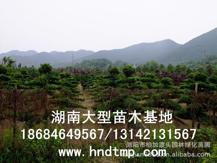 ·大(dà)量供應中葉羅漢松·中葉羅漢松苗圃基地(dì)·湖(hú)南(nán)長(cháng)沙浏陽中葉羅漢松基地(dì)·中葉羅漢松苗木(mù)基地(dì)·中葉羅漢松長(cháng)沙基地(dì)·中葉羅漢松湖(hú)南(nán)基地(dì)·中葉羅漢松浏陽基地(dì)·中葉羅漢松·羅漢松種子(zǐ)·中葉羅漢松種子(zǐ)價格·大(dà)量求購(gòu)中葉羅漢松種子(zǐ)·大(dà)量供應中葉羅漢松種子(zǐ)·中葉羅漢松種子(zǐ)價格·中葉羅漢松種子(zǐ)發芽率有(yǒu)多(duō)高(gāo)·羅漢松種子(zǐ)怎麽播種·湖(hú)南(nán)哪裡(lǐ)有(yǒu)羅漢松種子(zǐ)賣·湖(hú)南(nán)浏陽長(cháng)沙羅漢松種子(zǐ)直銷·特價羅漢松種子(zǐ)銷售·自(zì)己采摘的(de)羅漢松種子(zǐ)·羅漢松種子(zǐ)發芽·怎麽提高(gāo)羅漢松種子(zǐ)發芽率·怎麽保存羅漢松種子(zǐ)·羅漢松種子(zǐ)要(yào)怎麽保存·羅漢松種子(zǐ)怎麽消毒·羅 ·大(dà)量供應中葉羅漢松·中葉羅漢松苗圃基地(dì)·湖(hú)南(nán)長(cháng)沙浏陽中葉羅漢松基地(dì)·中葉羅漢松苗木(mù)基地(dì)·中葉羅漢松長(cháng)沙基地(dì)·中葉羅漢松湖(hú)南(nán)基地(dì)·中葉羅漢松浏陽基地(dì)·中葉羅漢松·羅漢松種子(zǐ)·中葉羅漢松種子(zǐ)價格·大(dà)量求購(gòu)中葉羅漢松種子(zǐ)·大(dà)量供應中葉羅漢松種子(zǐ)·中葉羅漢松種子(zǐ)價格·中葉羅漢松種子(zǐ)發芽率有(yǒu)多(duō)高(gāo)·羅漢松種子(zǐ)怎麽播種·湖(hú)南(nán)哪裡(lǐ)有(yǒu)羅漢松種子(zǐ)賣·湖(hú)南(nán)浏陽長(cháng)沙羅漢松種子(zǐ)直銷·特價羅漢松種子(zǐ)銷售·自(zì)己采摘的(de)羅漢松種子(zǐ)·羅漢松種子(zǐ)發芽·怎麽提高(gāo)羅漢松種子(zǐ)發芽率·怎麽保存羅漢松種子(zǐ)·羅漢松種子(zǐ)要(yào)怎麽保存·羅漢松種子(zǐ)怎麽消毒·羅