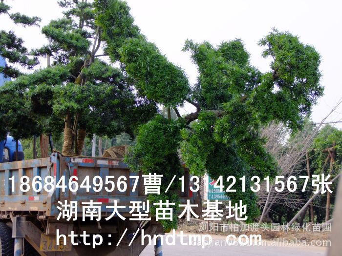 大(dà)量供應中葉羅漢松·中葉羅漢松苗圃基地(dì)·湖(hú)南(nán)長(cháng)沙浏陽中葉羅漢松基地(dì)·中葉羅漢松苗木(mù)基地(dì)·中葉羅漢松長(cháng)沙基地(dì)·中葉羅漢松湖(hú)南(nán)基地(dì)·中葉羅漢松浏陽基地(dì)·中葉羅漢松·羅漢松種子(zǐ)·中葉羅漢松種子(zǐ)價格·大(dà)量求購(gòu)中葉羅漢松種子(zǐ)·大(dà)量供應中葉羅漢松種子(zǐ)·中葉羅漢松種子(zǐ)價格·中葉羅漢松種子(zǐ)發芽率有(yǒu)多(duō)高(gāo)·羅漢松種子(zǐ)怎麽播種·湖(hú)南(nán)哪裡(lǐ)有(yǒu)羅漢松種子(zǐ)賣·湖(hú)南(nán)浏陽長(cháng)沙羅漢松種子(zǐ)直銷·特價羅漢松種子(zǐ)銷售·自(zì)己采摘的(de)羅漢松種子(zǐ)·羅漢松種子(zǐ)發芽·怎麽提高(gāo)羅漢松種子(zǐ)發芽率·怎麽保存羅漢松種子(zǐ)·羅漢松種子(zǐ)要(yào)怎麽保存·羅漢松種子(zǐ)怎麽消毒·羅漢 大(dà)量供應中葉羅漢松·中葉羅漢松苗圃基地(dì)·湖(hú)南(nán)長(cháng)沙浏陽中葉羅漢松基地(dì)·中葉羅漢松苗木(mù)基地(dì)·中葉羅漢松長(cháng)沙基地(dì)·中葉羅漢松湖(hú)南(nán)基地(dì)·中葉羅漢松浏陽基地(dì)·中葉羅漢松·羅漢松種子(zǐ)·中葉羅漢松種子(zǐ)價格·大(dà)量求購(gòu)中葉羅漢松種子(zǐ)·大(dà)量供應中葉羅漢松種子(zǐ)·中葉羅漢松種子(zǐ)價格·中葉羅漢松種子(zǐ)發芽率有(yǒu)多(duō)高(gāo)·羅漢松種子(zǐ)怎麽播種·湖(hú)南(nán)哪裡(lǐ)有(yǒu)羅漢松種子(zǐ)賣·湖(hú)南(nán)浏陽長(cháng)沙羅漢松種子(zǐ)直銷·特價羅漢松種子(zǐ)銷售·自(zì)己采摘的(de)羅漢松種子(zǐ)·羅漢松種子(zǐ)發芽·怎麽提高(gāo)羅漢松種子(zǐ)發芽率·怎麽保存羅漢松種子(zǐ)·羅漢松種子(zǐ)要(yào)怎麽保存·羅漢松種子(zǐ)怎麽消毒·羅漢