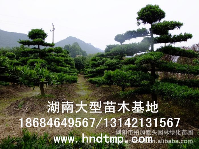 ·大(dà)量供應中葉羅漢松·中葉羅漢松苗圃基地(dì)·湖(hú)南(nán)長(cháng)沙浏陽中葉羅漢松基地(dì)·中葉羅漢松苗木(mù)基地(dì)·中葉羅漢松長(cháng)沙基地(dì)·中葉羅漢松湖(hú)南(nán)基地(dì)·中葉羅漢松浏陽基地(dì)·中葉羅漢松·羅漢松種子(zǐ)·中葉羅漢松種子(zǐ)價格·大(dà)量求購(gòu)中葉羅漢松種子(zǐ)·大(dà)量供應中葉羅漢松種子(zǐ)·中葉羅漢松種子(zǐ)價格·中葉羅漢松種子(zǐ)發芽率有(yǒu)多(duō)高(gāo)·羅漢松種子(zǐ)怎麽播種·湖(hú)南(nán)哪裡(lǐ)有(yǒu)羅漢松種子(zǐ)賣·湖(hú)南(nán)浏陽長(cháng)沙羅漢松種子(zǐ)直銷·特價羅漢松種子(zǐ)銷售·自(zì)己采摘的(de)羅漢松種子(zǐ)·羅漢松種子(zǐ)發芽·怎麽提高(gāo)羅漢松種子(zǐ)發芽率·怎麽保存羅漢松種子(zǐ)·羅漢松種子(zǐ)要(yào)怎麽保存·羅漢松種子(zǐ)怎麽消毒·羅 ·大(dà)量供應中葉羅漢松·中葉羅漢松苗圃基地(dì)·湖(hú)南(nán)長(cháng)沙浏陽中葉羅漢松基地(dì)·中葉羅漢松苗木(mù)基地(dì)·中葉羅漢松長(cháng)沙基地(dì)·中葉羅漢松湖(hú)南(nán)基地(dì)·中葉羅漢松浏陽基地(dì)·中葉羅漢松·羅漢松種子(zǐ)·中葉羅漢松種子(zǐ)價格·大(dà)量求購(gòu)中葉羅漢松種子(zǐ)·大(dà)量供應中葉羅漢松種子(zǐ)·中葉羅漢松種子(zǐ)價格·中葉羅漢松種子(zǐ)發芽率有(yǒu)多(duō)高(gāo)·羅漢松種子(zǐ)怎麽播種·湖(hú)南(nán)哪裡(lǐ)有(yǒu)羅漢松種子(zǐ)賣·湖(hú)南(nán)浏陽長(cháng)沙羅漢松種子(zǐ)直銷·特價羅漢松種子(zǐ)銷售·自(zì)己采摘的(de)羅漢松種子(zǐ)·羅漢松種子(zǐ)發芽·怎麽提高(gāo)羅漢松種子(zǐ)發芽率·怎麽保存羅漢松種子(zǐ)·羅漢松種子(zǐ)要(yào)怎麽保存·羅漢松種子(zǐ)怎麽消毒·羅