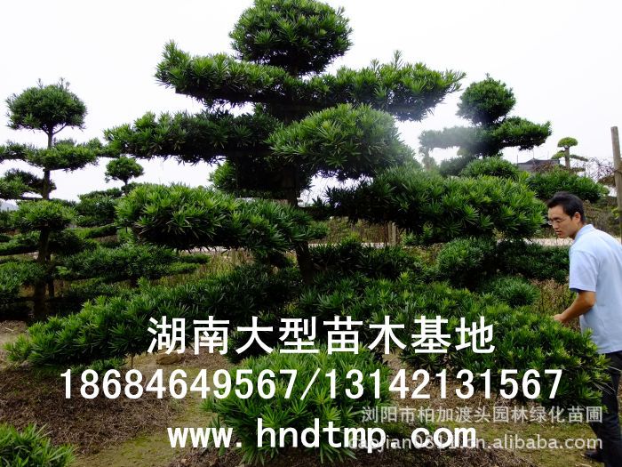 ·大(dà)量供應中葉羅漢松·中葉羅漢松苗圃基地(dì)·湖(hú)南(nán)長(cháng)沙浏陽中葉羅漢松基地(dì)·中葉羅漢松苗木(mù)基地(dì)·中葉羅漢松長(cháng)沙基地(dì)·中葉羅漢松湖(hú)南(nán)基地(dì)·中葉羅漢松浏陽基地(dì)·中葉羅漢松·羅漢松種子(zǐ)·中葉羅漢松種子(zǐ)價格·大(dà)量求購(gòu)中葉羅漢松種子(zǐ)·大(dà)量供應中葉羅漢松種子(zǐ)·中葉羅漢松種子(zǐ)價格·中葉羅漢松種子(zǐ)發芽率有(yǒu)多(duō)高(gāo)·羅漢松種子(zǐ)怎麽播種·湖(hú)南(nán)哪裡(lǐ)有(yǒu)羅漢松種子(zǐ)賣·湖(hú)南(nán)浏陽長(cháng)沙羅漢松種子(zǐ)直銷·特價羅漢松種子(zǐ)銷售·自(zì)己采摘的(de)羅漢松種子(zǐ)·羅漢松種子(zǐ)發芽·怎麽提高(gāo)羅漢松種子(zǐ)發芽率·怎麽保存羅漢松種子(zǐ)·羅漢松種子(zǐ)要(yào)怎麽保存·羅漢松種子(zǐ)怎麽消毒·羅 ·大(dà)量供應中葉羅漢松·中葉羅漢松苗圃基地(dì)·湖(hú)南(nán)長(cháng)沙浏陽中葉羅漢松基地(dì)·中葉羅漢松苗木(mù)基地(dì)·中葉羅漢松長(cháng)沙基地(dì)·中葉羅漢松湖(hú)南(nán)基地(dì)·中葉羅漢松浏陽基地(dì)·中葉羅漢松·羅漢松種子(zǐ)·中葉羅漢松種子(zǐ)價格·大(dà)量求購(gòu)中葉羅漢松種子(zǐ)·大(dà)量供應中葉羅漢松種子(zǐ)·中葉羅漢松種子(zǐ)價格·中葉羅漢松種子(zǐ)發芽率有(yǒu)多(duō)高(gāo)·羅漢松種子(zǐ)怎麽播種·湖(hú)南(nán)哪裡(lǐ)有(yǒu)羅漢松種子(zǐ)賣·湖(hú)南(nán)浏陽長(cháng)沙羅漢松種子(zǐ)直銷·特價羅漢松種子(zǐ)銷售·自(zì)己采摘的(de)羅漢松種子(zǐ)·羅漢松種子(zǐ)發芽·怎麽提高(gāo)羅漢松種子(zǐ)發芽率·怎麽保存羅漢松種子(zǐ)·羅漢松種子(zǐ)要(yào)怎麽保存·羅漢松種子(zǐ)怎麽消毒·羅