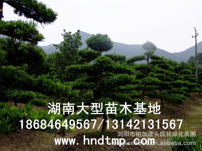 ·大(dà)量供應中葉羅漢松·中葉羅漢松苗圃基地(dì)·湖(hú)南(nán)長(cháng)沙浏陽中葉羅漢松基地(dì)·中葉羅漢松苗木(mù)基地(dì)·中葉羅漢松長(cháng)沙基地(dì)·中葉羅漢松湖(hú)南(nán)基地(dì)·中葉羅漢松浏陽基地(dì)·中葉羅漢松·羅漢松種子(zǐ)·中葉羅漢松種子(zǐ)價格·大(dà)量求購(gòu)中葉羅漢松種子(zǐ)·大(dà)量供應中葉羅漢松種子(zǐ)·中葉羅漢松種子(zǐ)價格·中葉羅漢松種子(zǐ)發芽率有(yǒu)多(duō)高(gāo)·羅漢松種子(zǐ)怎麽播種·湖(hú)南(nán)哪裡(lǐ)有(yǒu)羅漢松種子(zǐ)賣·湖(hú)南(nán)浏陽長(cháng)沙羅漢松種子(zǐ)直銷·特價羅漢松種子(zǐ)銷售·自(zì)己采摘的(de)羅漢松種子(zǐ)·羅漢松種子(zǐ)發芽·怎麽提高(gāo)羅漢松種子(zǐ)發芽率·怎麽保存羅漢松種子(zǐ)·羅漢松種子(zǐ)要(yào)怎麽保存·羅漢松種子(zǐ)怎麽消毒·羅 ·大(dà)量供應中葉羅漢松·中葉羅漢松苗圃基地(dì)·湖(hú)南(nán)長(cháng)沙浏陽中葉羅漢松基地(dì)·中葉羅漢松苗木(mù)基地(dì)·中葉羅漢松長(cháng)沙基地(dì)·中葉羅漢松湖(hú)南(nán)基地(dì)·中葉羅漢松浏陽基地(dì)·中葉羅漢松·羅漢松種子(zǐ)·中葉羅漢松種子(zǐ)價格·大(dà)量求購(gòu)中葉羅漢松種子(zǐ)·大(dà)量供應中葉羅漢松種子(zǐ)·中葉羅漢松種子(zǐ)價格·中葉羅漢松種子(zǐ)發芽率有(yǒu)多(duō)高(gāo)·羅漢松種子(zǐ)怎麽播種·湖(hú)南(nán)哪裡(lǐ)有(yǒu)羅漢松種子(zǐ)賣·湖(hú)南(nán)浏陽長(cháng)沙羅漢松種子(zǐ)直銷·特價羅漢松種子(zǐ)銷售·自(zì)己采摘的(de)羅漢松種子(zǐ)·羅漢松種子(zǐ)發芽·怎麽提高(gāo)羅漢松種子(zǐ)發芽率·怎麽保存羅漢松種子(zǐ)·羅漢松種子(zǐ)要(yào)怎麽保存·羅漢松種子(zǐ)怎麽消毒·羅