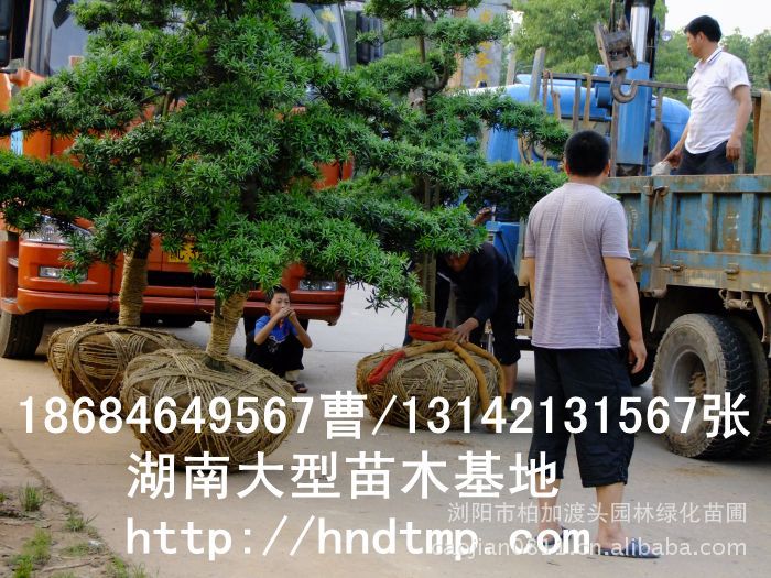 大(dà)量供應中葉羅漢松·中葉羅漢松苗圃基地(dì)·湖(hú)南(nán)長(cháng)沙浏陽中葉羅漢松基地(dì)·中葉羅漢松苗木(mù)基地(dì)·中葉羅漢松長(cháng)沙基地(dì)·中葉羅漢松湖(hú)南(nán)基地(dì)·中葉羅漢松浏陽基地(dì)·中葉羅漢松·羅漢松種子(zǐ)·中葉羅漢松種子(zǐ)價格·大(dà)量求購(gòu)中葉羅漢松種子(zǐ)·大(dà)量供應中葉羅漢松種子(zǐ)·中葉羅漢松種子(zǐ)價格·中葉羅漢松種子(zǐ)發芽率有(yǒu)多(duō)高(gāo)·羅漢松種子(zǐ)怎麽播種·湖(hú)南(nán)哪裡(lǐ)有(yǒu)羅漢松種子(zǐ)賣·湖(hú)南(nán)浏陽長(cháng)沙羅漢松種子(zǐ)直銷·特價羅漢松種子(zǐ)銷售·自(zì)己采摘的(de)羅漢松種子(zǐ)·羅漢松種子(zǐ)發芽·怎麽提高(gāo)羅漢松種子(zǐ)發芽率·怎麽保存羅漢松種子(zǐ)·羅漢松種子(zǐ)要(yào)怎麽保存·羅漢松種子(zǐ)怎麽消毒·羅漢 大(dà)量供應中葉羅漢松·中葉羅漢松苗圃基地(dì)·湖(hú)南(nán)長(cháng)沙浏陽中葉羅漢松基地(dì)·中葉羅漢松苗木(mù)基地(dì)·中葉羅漢松長(cháng)沙基地(dì)·中葉羅漢松湖(hú)南(nán)基地(dì)·中葉羅漢松浏陽基地(dì)·中葉羅漢松·羅漢松種子(zǐ)·中葉羅漢松種子(zǐ)價格·大(dà)量求購(gòu)中葉羅漢松種子(zǐ)·大(dà)量供應中葉羅漢松種子(zǐ)·中葉羅漢松種子(zǐ)價格·中葉羅漢松種子(zǐ)發芽率有(yǒu)多(duō)高(gāo)·羅漢松種子(zǐ)怎麽播種·湖(hú)南(nán)哪裡(lǐ)有(yǒu)羅漢松種子(zǐ)賣·湖(hú)南(nán)浏陽長(cháng)沙羅漢松種子(zǐ)直銷·特價羅漢松種子(zǐ)銷售·自(zì)己采摘的(de)羅漢松種子(zǐ)·羅漢松種子(zǐ)發芽·怎麽提高(gāo)羅漢松種子(zǐ)發芽率·怎麽保存羅漢松種子(zǐ)·羅漢松種子(zǐ)要(yào)怎麽保存·羅漢松種子(zǐ)怎麽消毒·羅漢