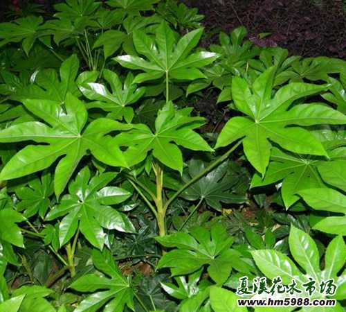 八角金(jīn)盤怎麽養