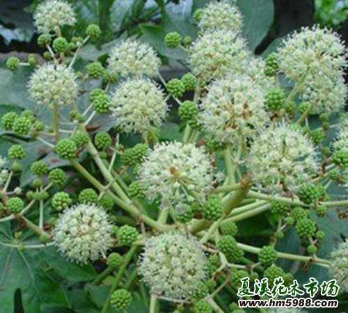 八角金(jīn)盤怎麽養