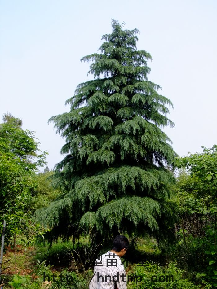 照(zhào)片 001.jpg