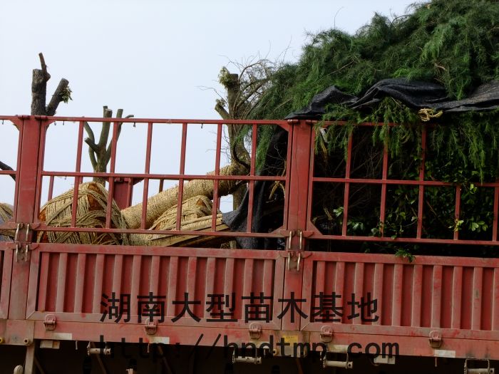 照(zhào)片 013.jpg