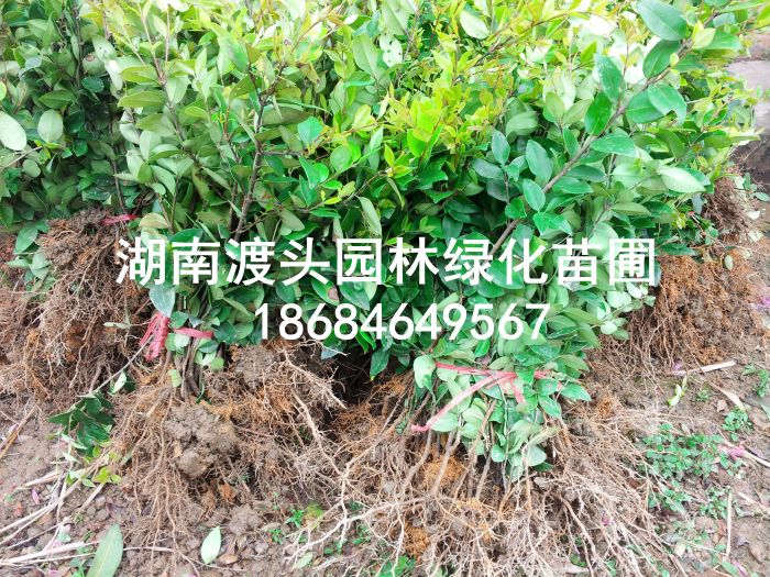 20130401_133142.jpg 20130401_133142.jpg