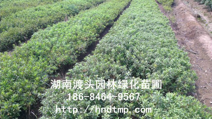 imag0790.jpg imag0790.jpg