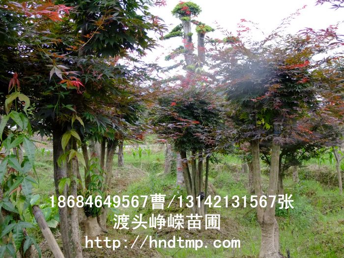 紅(hóng)楓 007.jpg