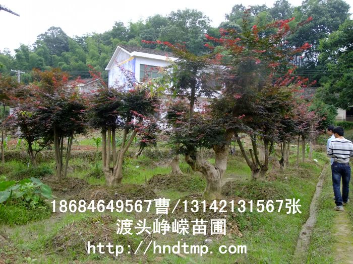 紅(hóng)楓 150.jpg