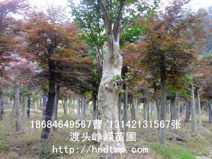 紅(hóng)楓 136.jpg