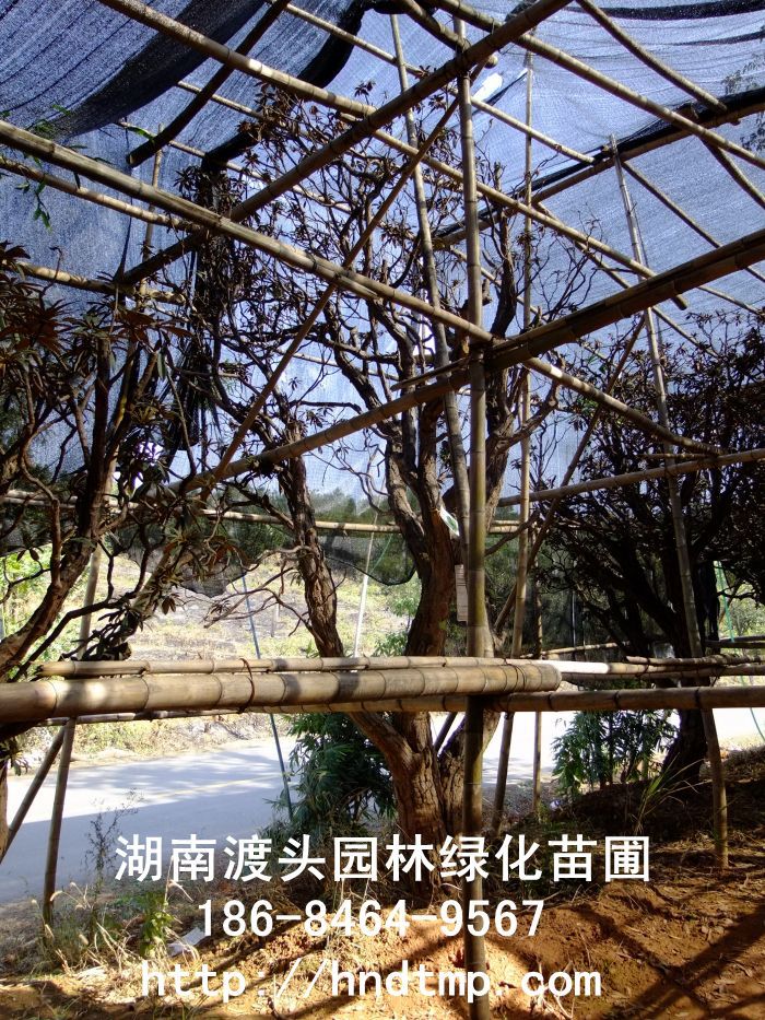 高(gāo)山(shān)杜鵑 高(gāo)山(shān)杜鵑