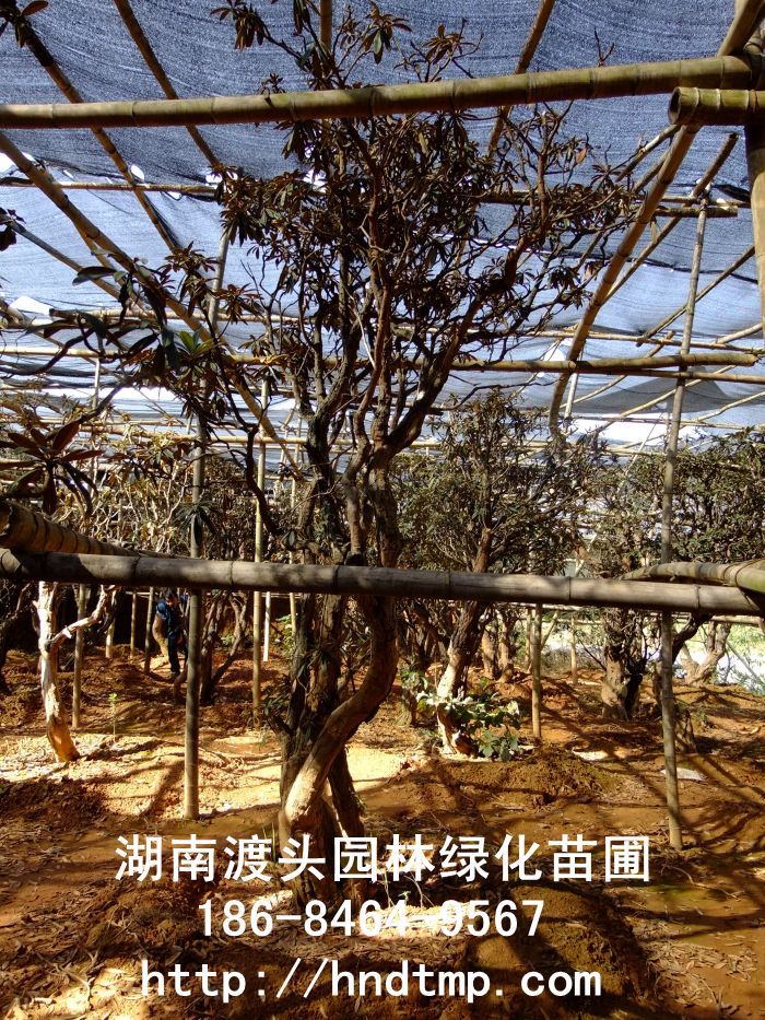 湖(hú)南(nán)馬纓杜鵑/高(gāo)山(shān)杜鵑 湖(hú)南(nán)馬纓杜鵑/高(gāo)山(shān)杜鵑