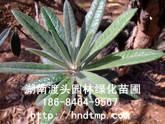 馬纓杜鵑/高(gāo)山(shān)杜鵑 馬纓杜鵑/高(gāo)山(shān)杜鵑