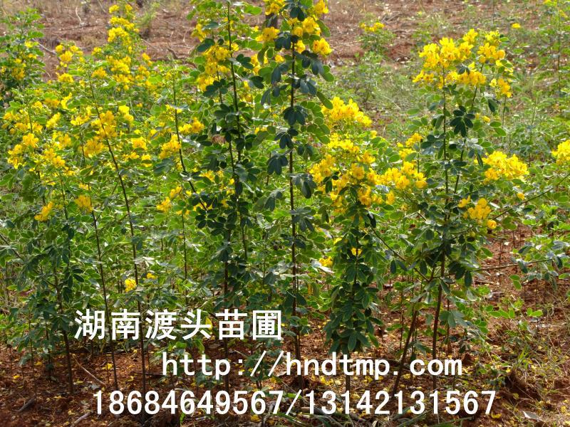 湖(hú)南(nán)花(huā)木(mù)苗木(mù)基地(dì)/湖(hú)南(nán)黃(huáng)花(huā)槐基地(dì) 湖(hú)南(nán)花(huā)木(mù)苗木(mù)基地(dì)/湖(hú)南(nán)黃(huáng)花(huā)槐基地(dì)