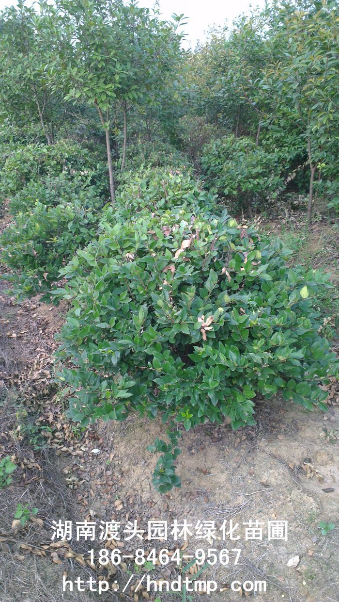 金(jīn)森(sēn)女(nǚ)貞苗/金(jīn)森(sēn)女(nǚ)貞球 金(jīn)森(sēn)女(nǚ)貞苗/金(jīn)森(sēn)女(nǚ)貞球